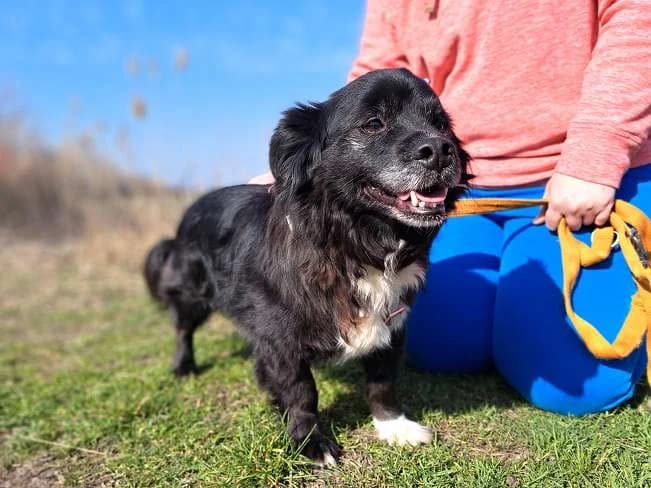 ROMEO, male Mixed Breed for adoption at Pfotenretter Ungarn, Pfotenretter