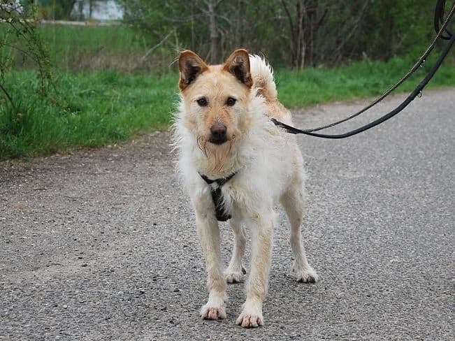 ROY-ROY, male Mixed Breed for adoption at Pfotenretter Ungarn, Pfotenretter