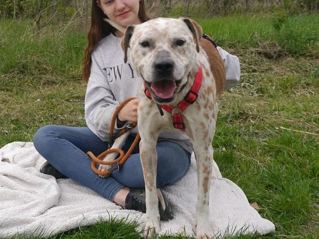RUBINO, male Mixed Breed for adoption at Pfotenretter Ungarn, Pfotenretter