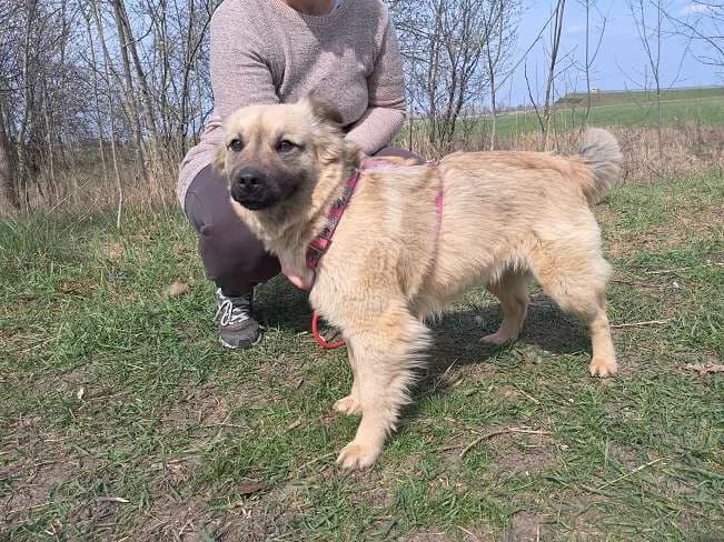 SAMANTA, female Mixed Breed for adoption at Pfotenretter Ungarn, Pfotenretter