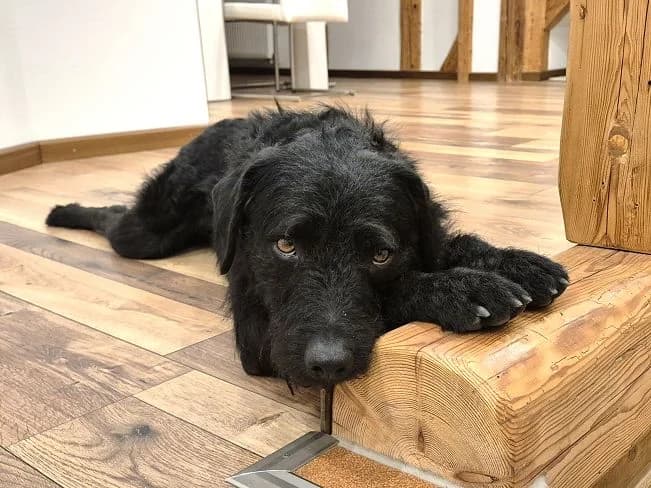 SCOTTY, male Mixed Breed for adoption at Pfotenretter Ungarn, Pfotenretter