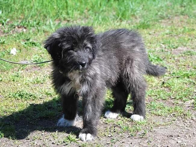 SWEET MAYA, female Mixed Breed for adoption at Pfotenretter Ungarn, Pfotenretter