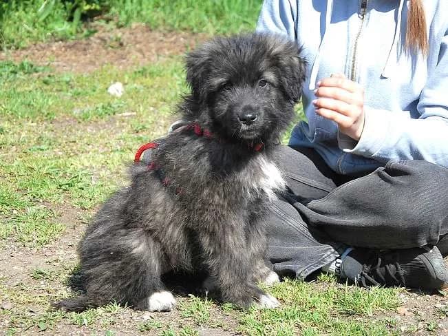 SWEET MIMI, female Mixed Breed for adoption at Pfotenretter Ungarn, Pfotenretter