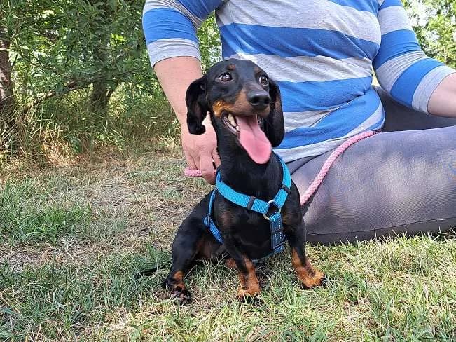 SZILVA, female 4yo mixed breed for adoption at Pfotenretter Ungarn, Pfotenretter