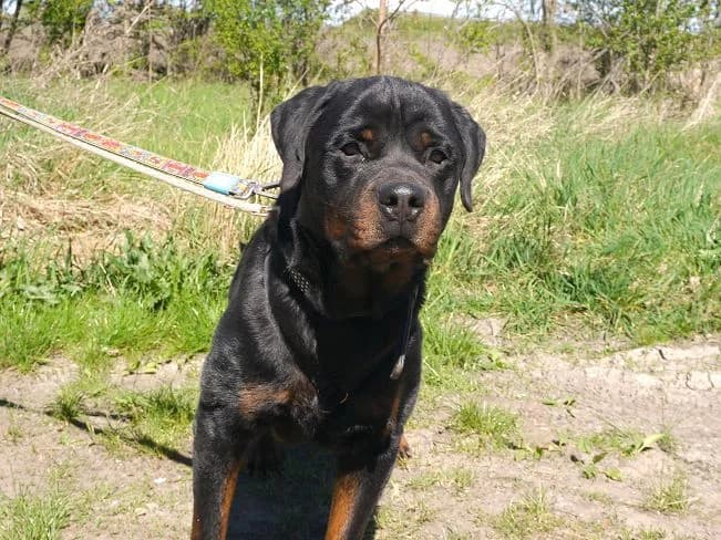 TAZ, male mixed breed for adoption at Pfotenretter Ungarn, Pfotenretter
