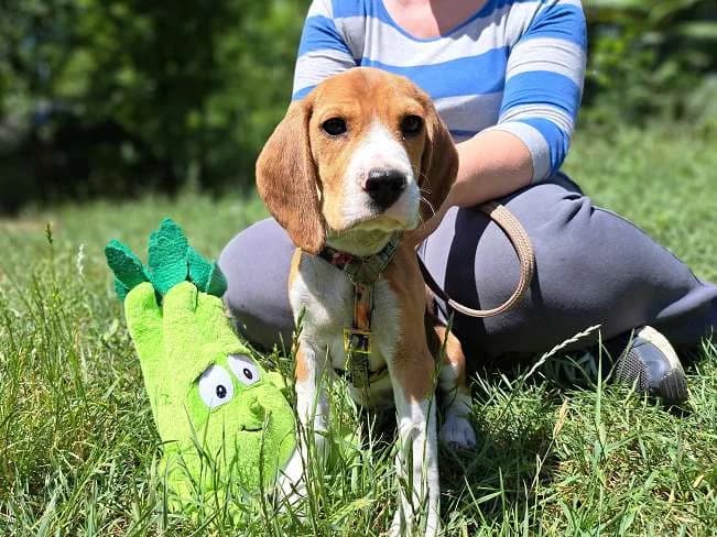TOFFEE, female puppy mixed breed for adoption at Pfotenretter Ungarn, Pfotenretter