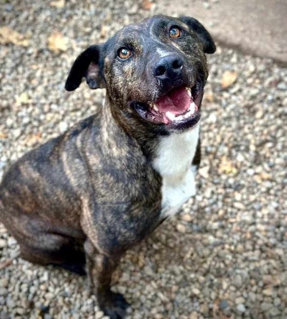 TONY, male Mixed Breed for adoption at Pfotenretter Ungarn, Pfotenretter