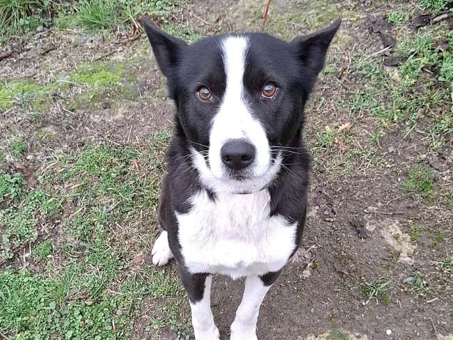 TREVOR, male Mixed Breed for adoption at Pfotenretter Ungarn, Pfotenretter