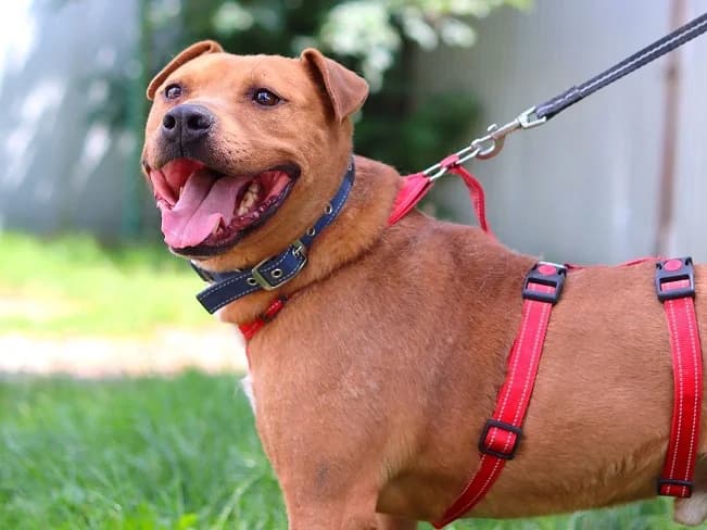 TYRELL, male Mixed Breed for adoption at Pfotenretter Ungarn, Pfotenretter