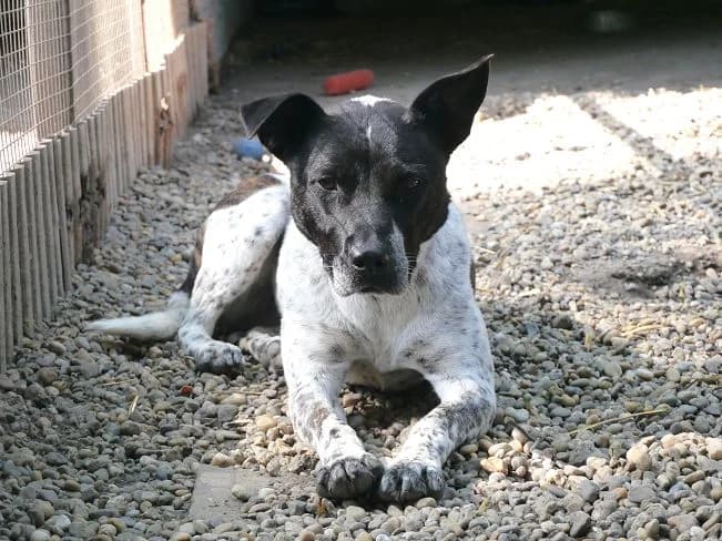 VALA, female Mixed Breed for adoption at Pfotenretter Ungarn, Pfotenretter