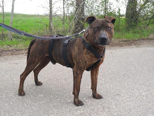 VEGAS, male senior Mixed Breed for adoption at Pfotenretter Ungarn, Pfotenretter