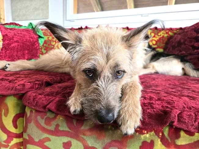 WALLY, female Mixed Breed for adoption at Pfotenretter Ungarn, Pfotenretter