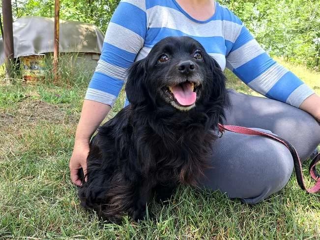 WHITNEY, female 7yo Mixed Breed for adoption at Pfotenretter Ungarn, Pfotenretter