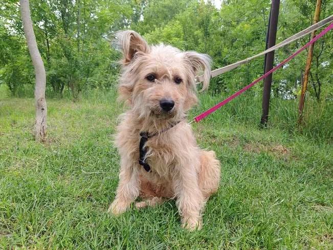 YAKARI, male 3yo Mixed Breed for adoption at Pfotenretter Ungarn, Pfotenretter