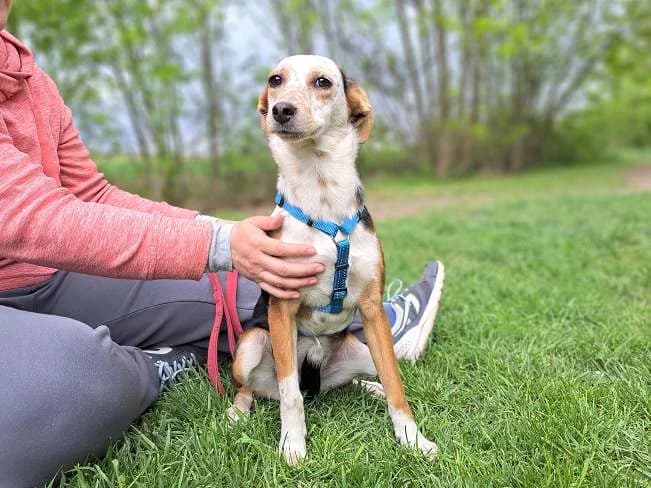 YUKKA, female Mixed Breed for adoption at Pfotenretter Ungarn, Pfotenretter