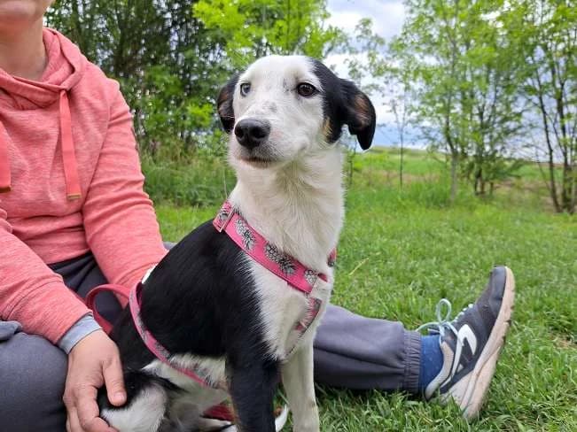 YUNNA, female Mixed Breed for adoption at Pfotenretter Ungarn, Pfotenretter