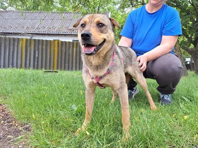 ZARIA, female young Mixed Breed for adoption at Pfotenretter Ungarn, Pfotenretter