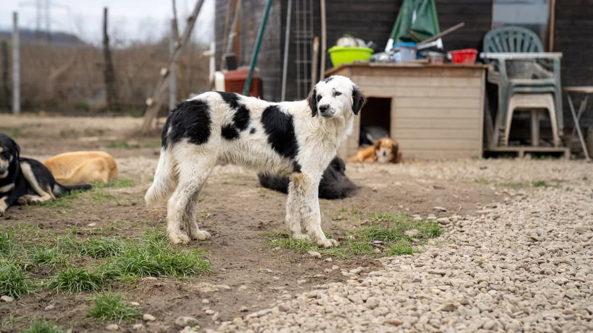 Aponi, female young Mixed Breed for adoption at Rano & Huutch, Rano Huutch