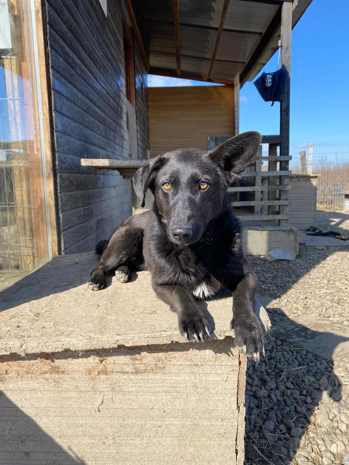 BB, female 4yo Mixed Breed for adoption at Rano & Huutch, Rano Huutch