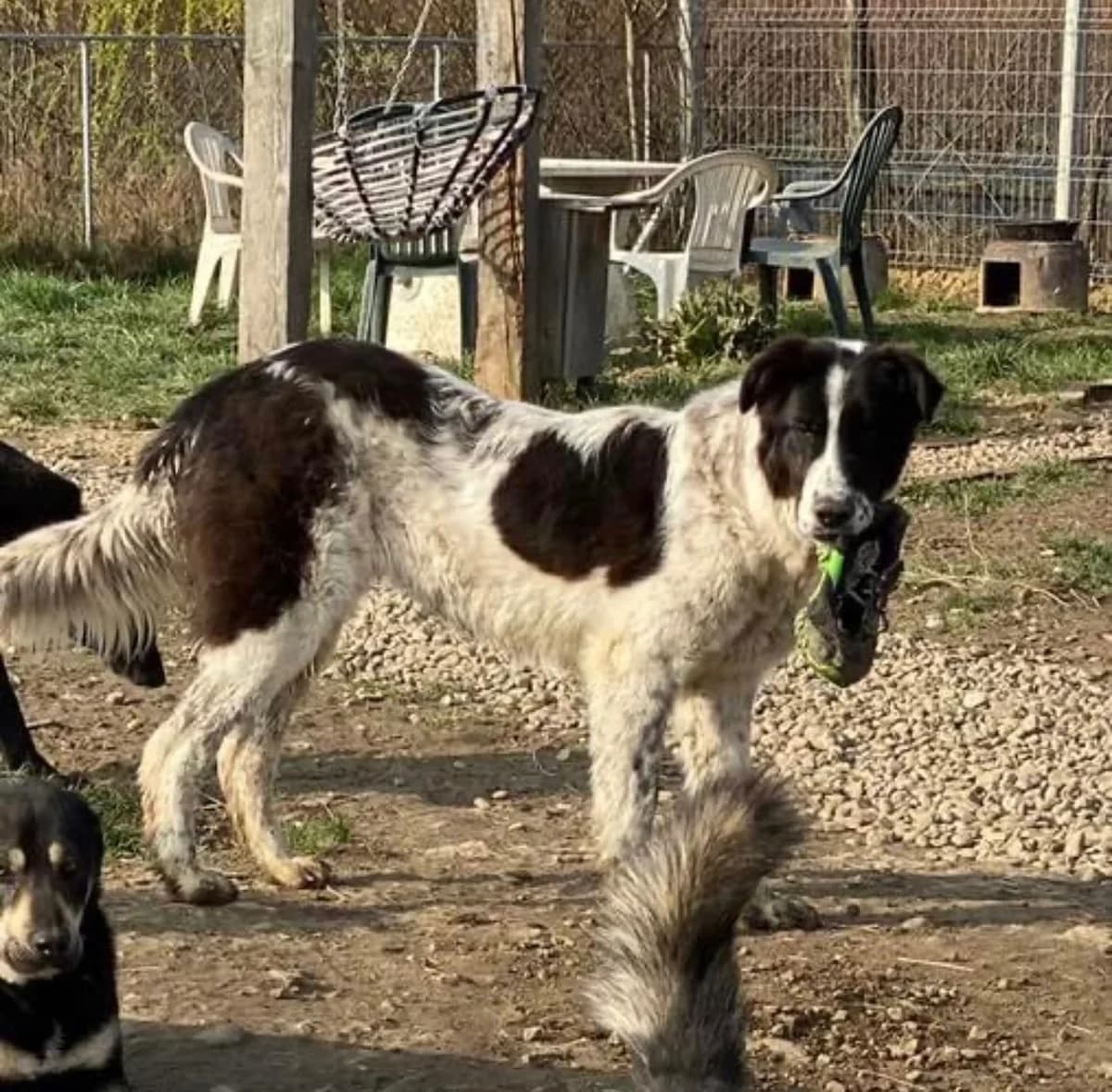 Kaya, female 3yo Mixed Breed for adoption at Rano & Huutch, Rano Huutch
