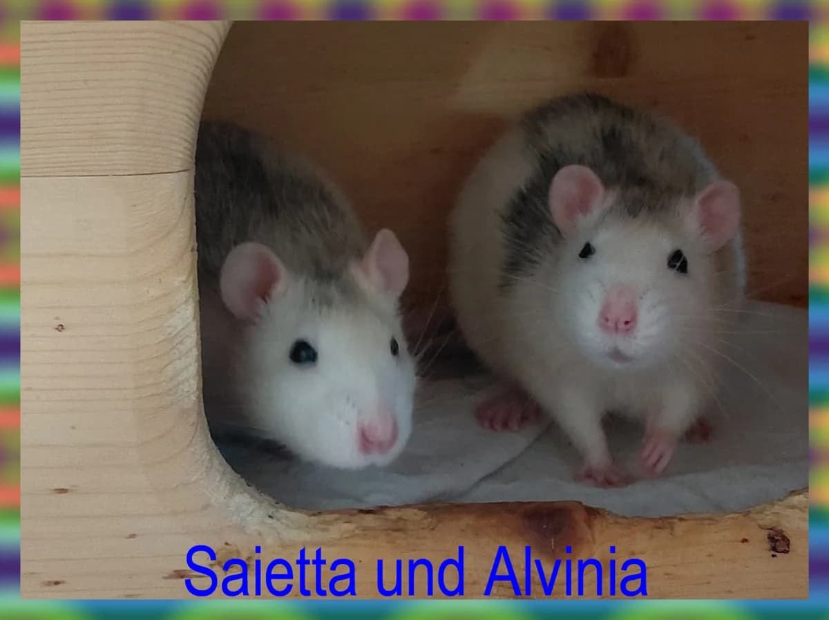 Gemischtes Trio, puppy mixed breed for adoption at Club der Rattenfreunde Schweiz