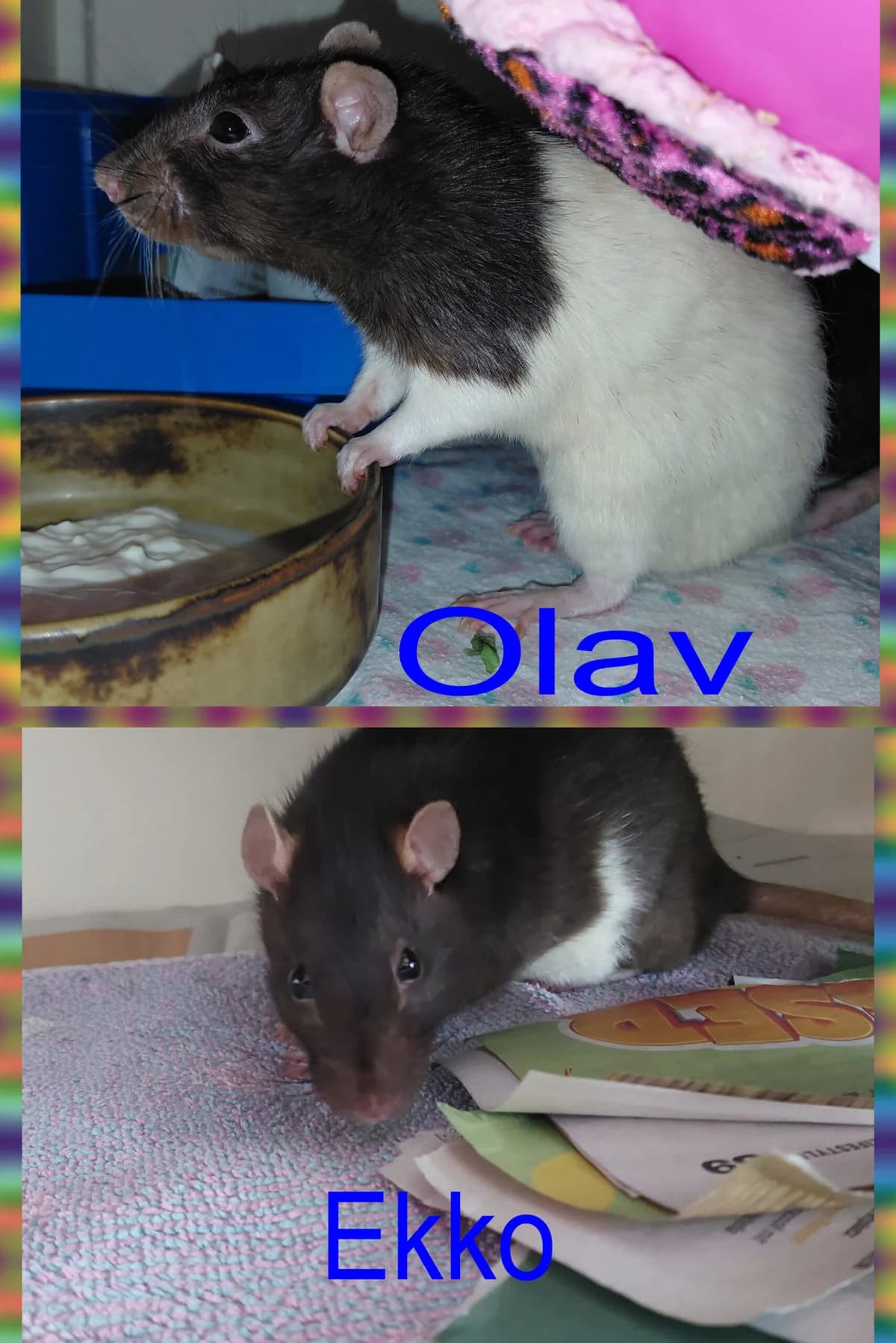 Senioren-Duo, young Mixed Breed for adoption at Club der Rattenfreunde Schweiz