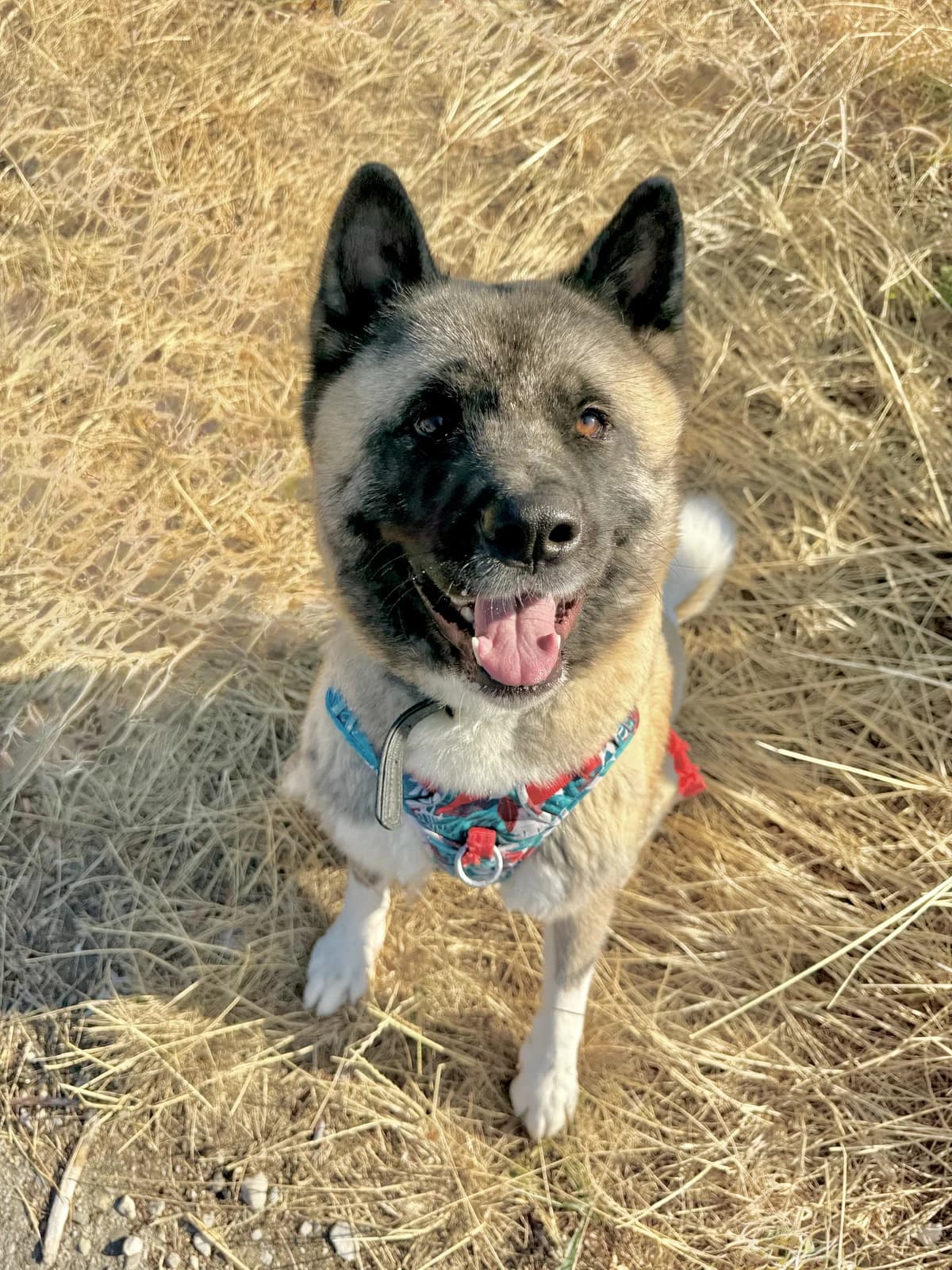 Alaska, female young Akita for adoption at Refuge de Cottendart, Switzerland