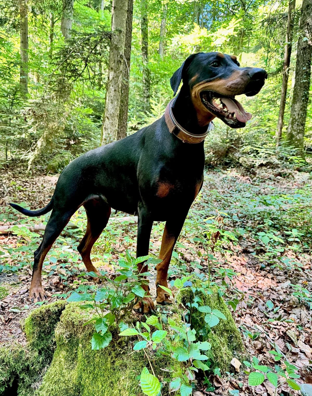 Mala, female 3yo Doberman for adoption at Refuge de Cottendart, Switzerland