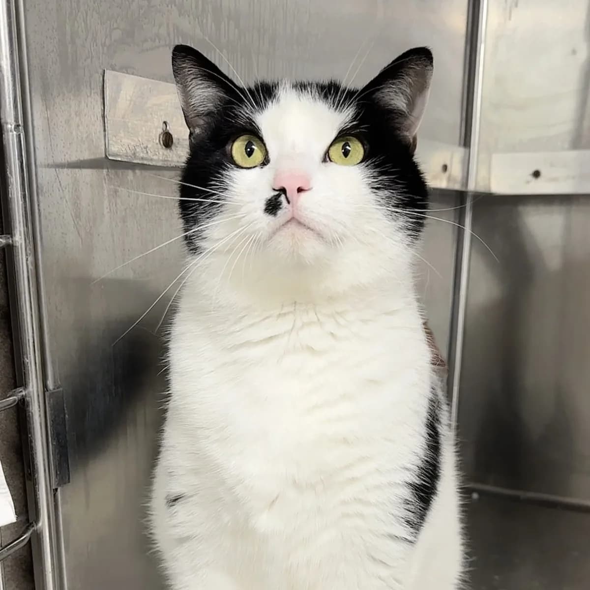 Soda, male 5yo European Shorthair for adoption at Refuge de Cottendart, Switzerland