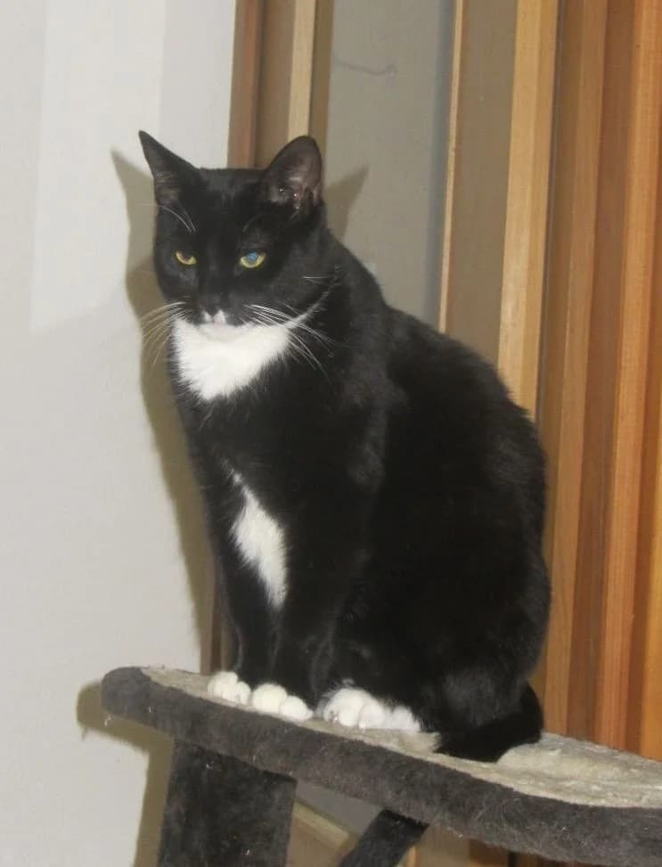 Pizzi, Mixed Breed for adoption at Refuge des 4 Vents