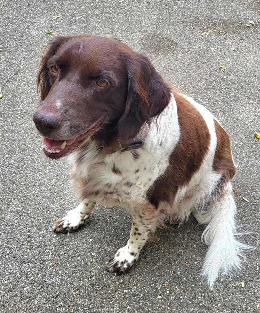 Omega, Mixed Breed for adoption at Refuge des 4 Vents