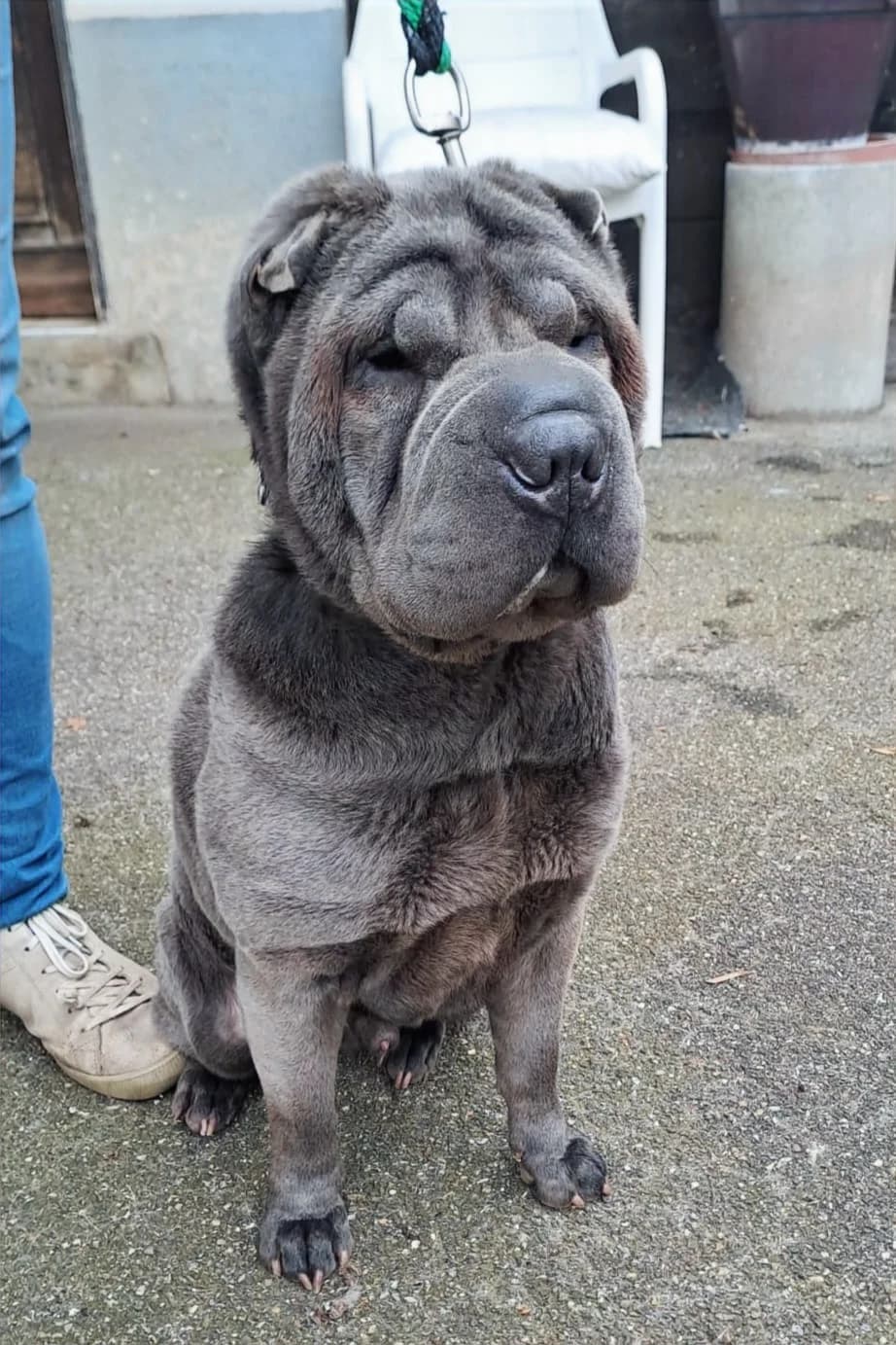 Paga, male 7yo Mixed Breed for adoption at Refuge des 4 Vents
