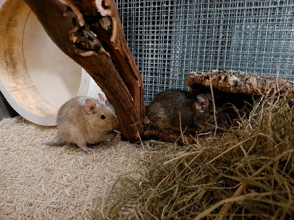 2 Degu-Mädchen suchen ein forever-home, female 3yo Mixed Breed for adoption at Tierheim Buchbrunnen