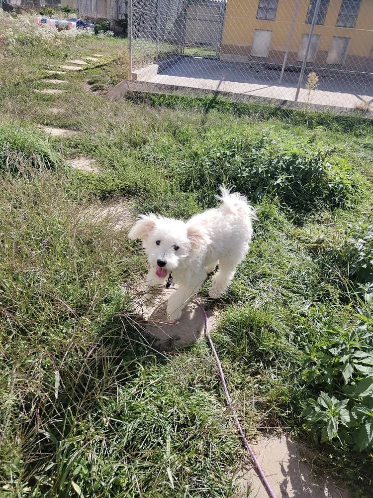 Vermittlungsanfragen geschlossen ️, female Mixed Breed for adoption at Tierheim Buchbrunnen