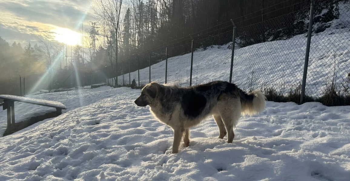 Pippa, female 7yo Mixed Breed for adoption at Sitterhöfli, Engelburg