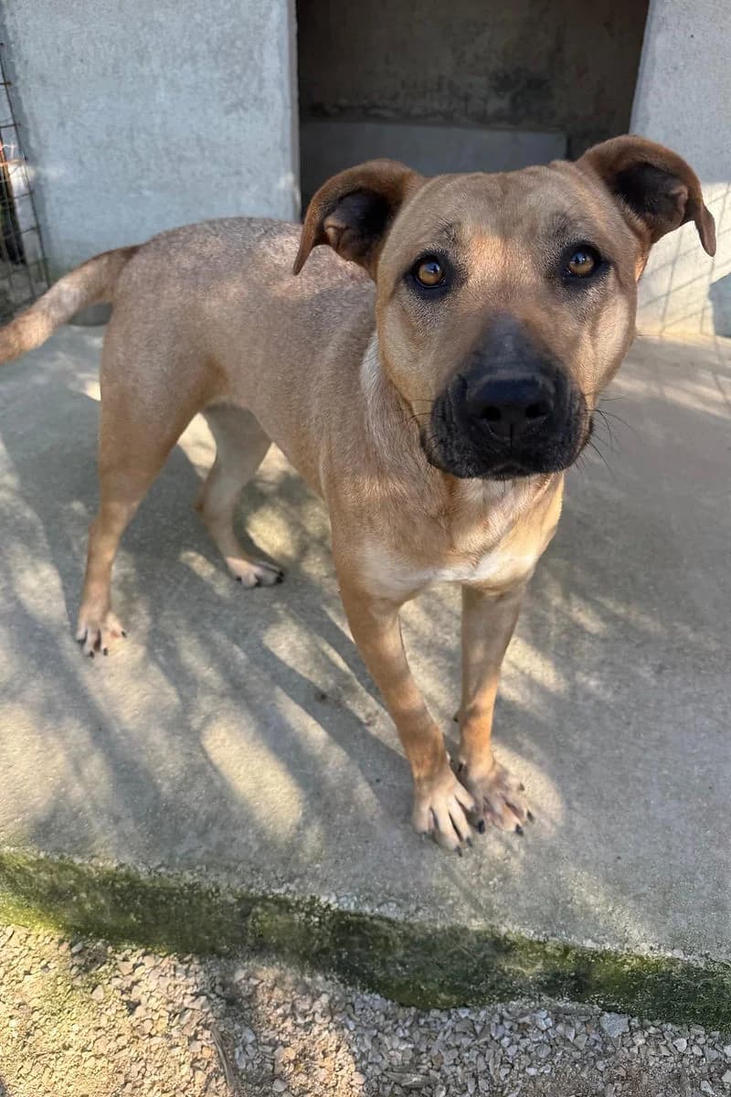 Marcella, female senior Mixed Breed for adoption at Siziliens vergessene Seelen, Sizilien