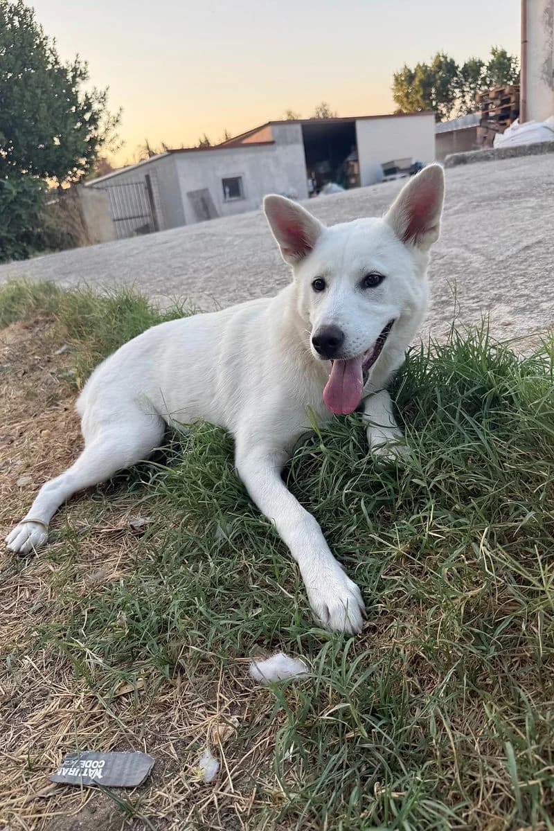 Bianca, female senior Akita for adoption at Siziliens vergessene Seelen, Sizilien