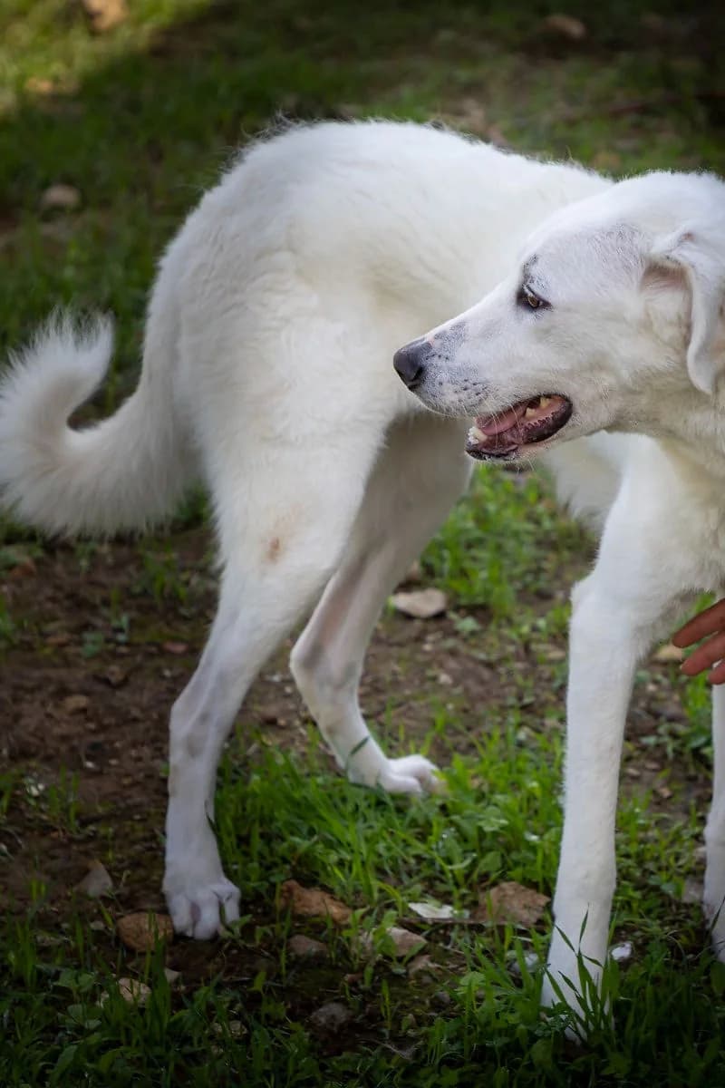 Frida, female young Mixed Breed for adoption at Siziliens vergessene Seelen, Sizilien