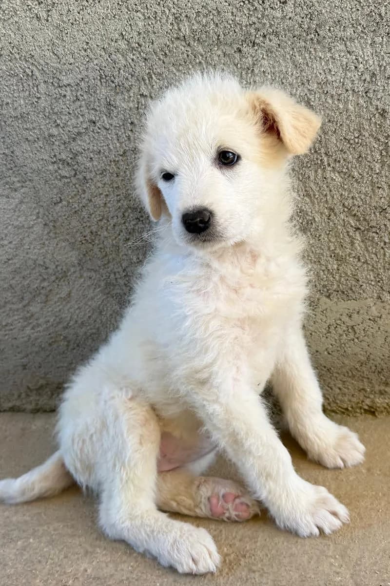 Dreams, female senior Mixed Breed for adoption at Siziliens vergessene Seelen, Sizilien