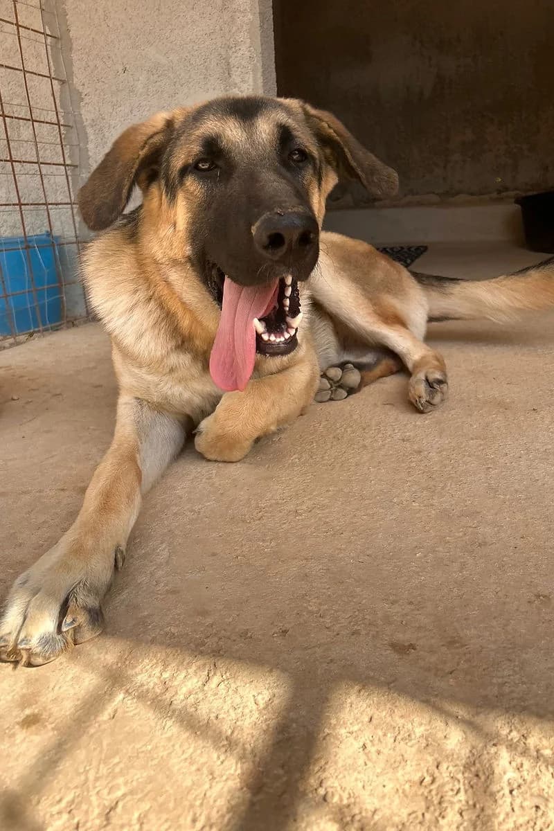 Orso, male senior Mixed Breed for adoption at Siziliens vergessene Seelen, Sizilien