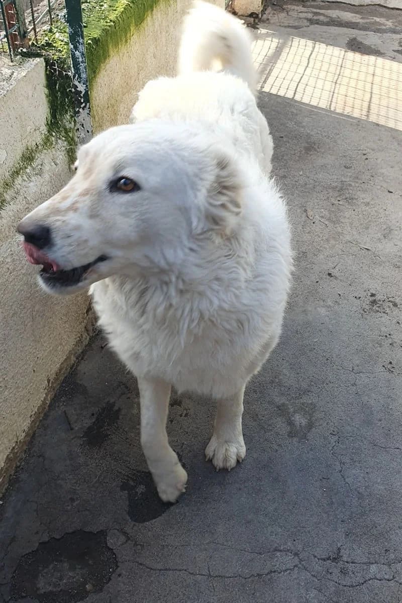 Asia, female 5yo Mixed Breed for adoption at Siziliens vergessene Seelen, Sizilien