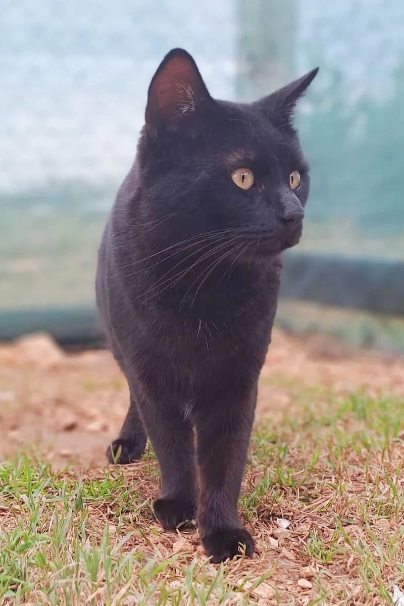 Felix, male 5yo mixed breed for adoption at Siziliens vergessene Seelen, Sizilien