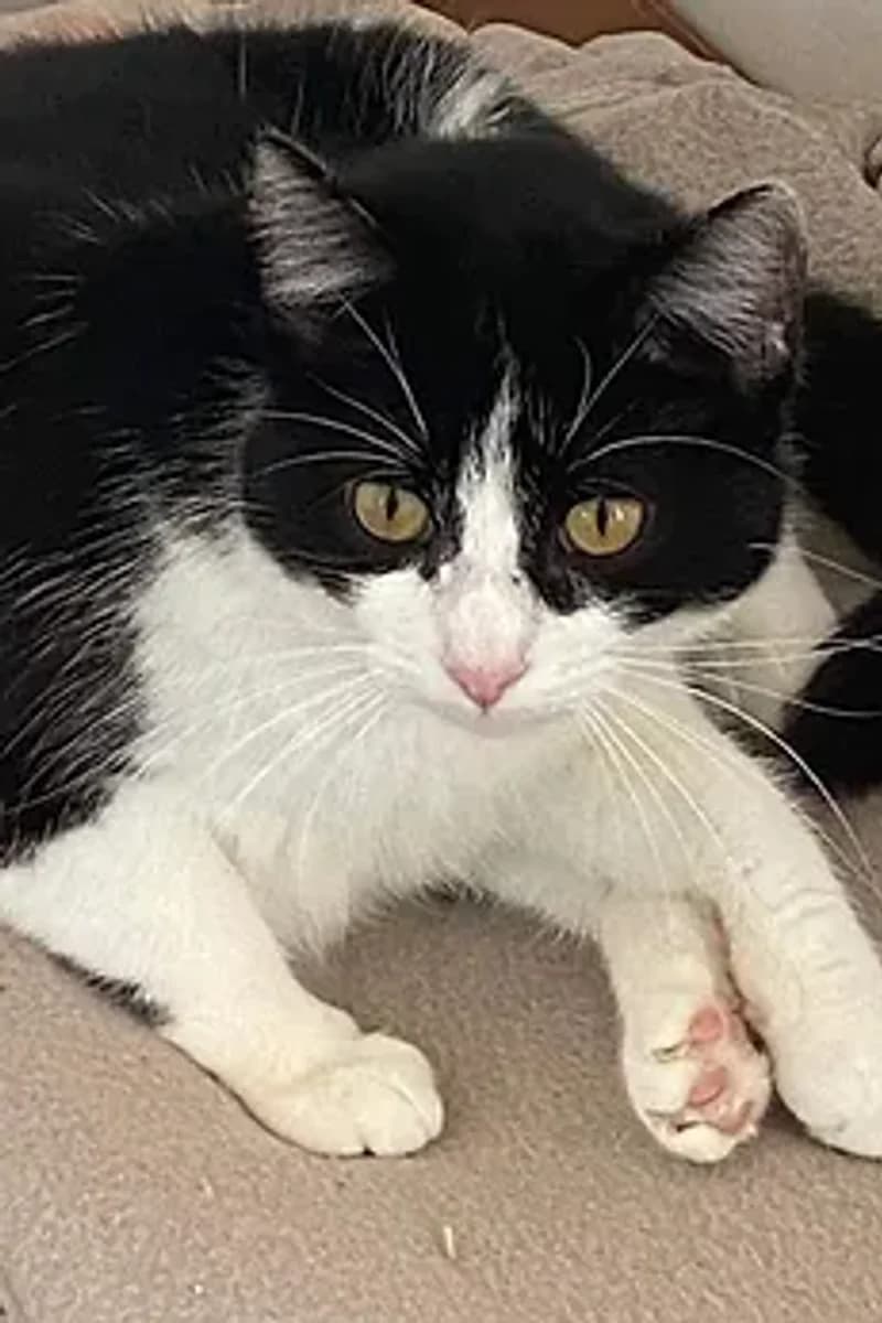 Giorgia, female 4yo mixed breed for adoption at Siziliens vergessene Seelen, Sizilien