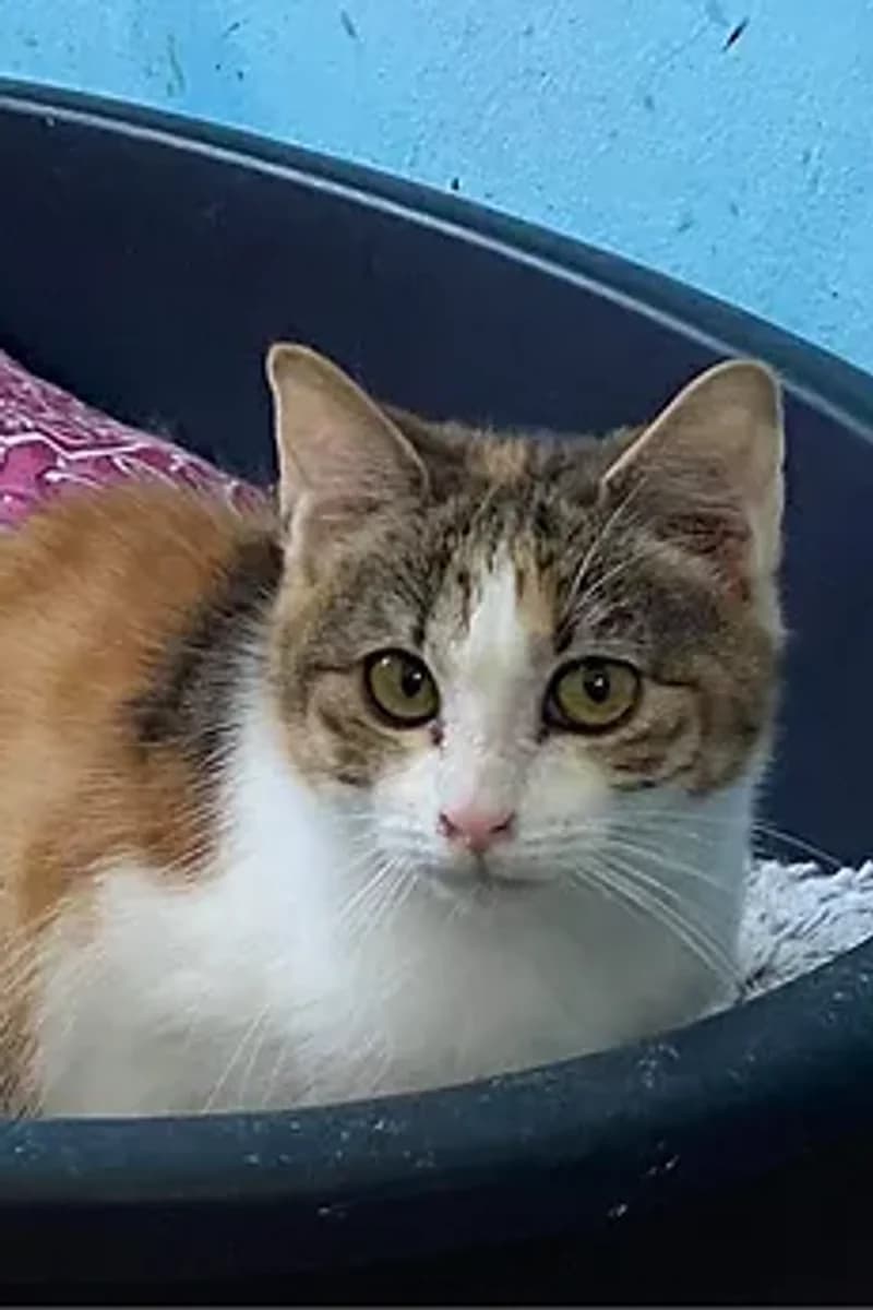 Margherita, female 4yo mixed breed for adoption at Siziliens vergessene Seelen, Sizilien