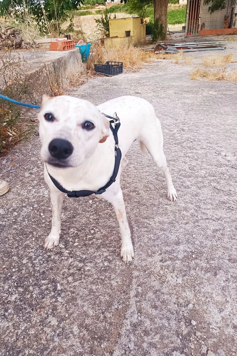 Queen, female young Mixed Breed for adoption at Siziliens vergessene Seelen, Sizilien
