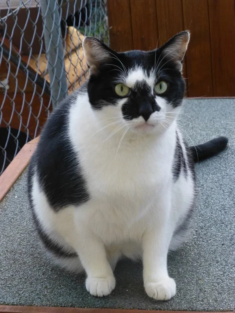 Pan, Mixed Breed for adoption at SOS Chats, Genève