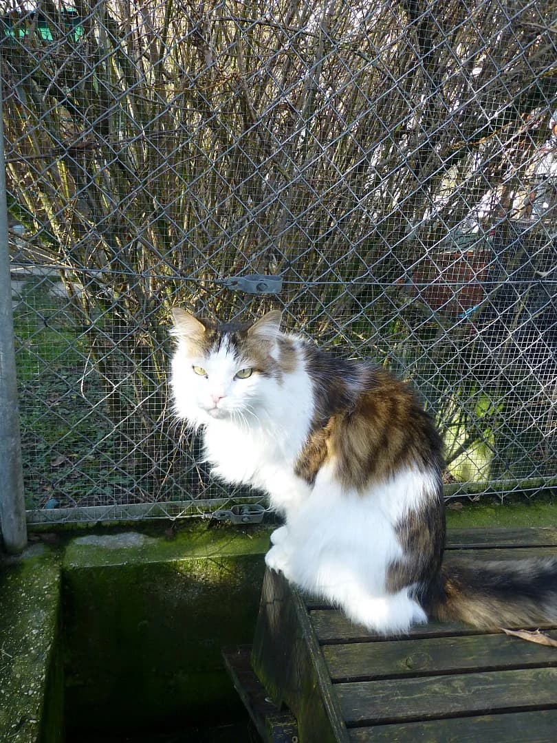 Biboundé, Mixed Breed for adoption at SOS Chats, Genève