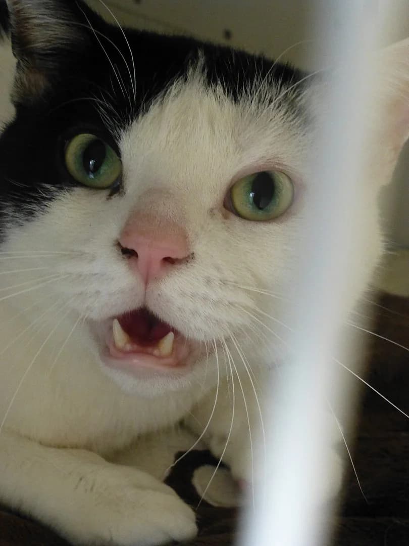 Bi, Mixed Breed for adoption at SOS Chats, Genève