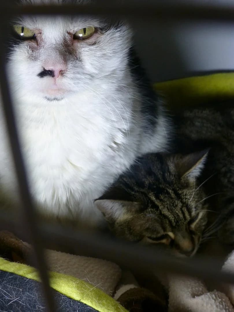 Mogwai, Mixed Breed for adoption at SOS Chats, Genève