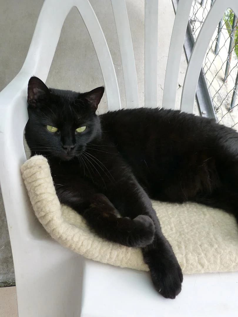 Libido, Mixed Breed for adoption at SOS Chats, Genève